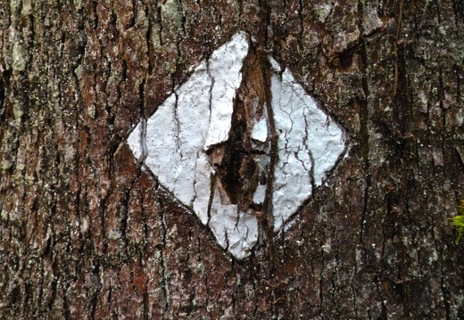 Koomer Ridge Trail